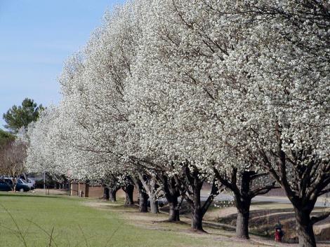 Pyrus Calleryana tree