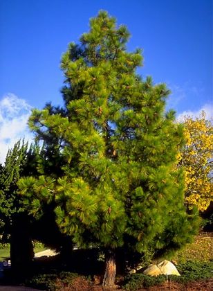 Pinus Canariensis tree