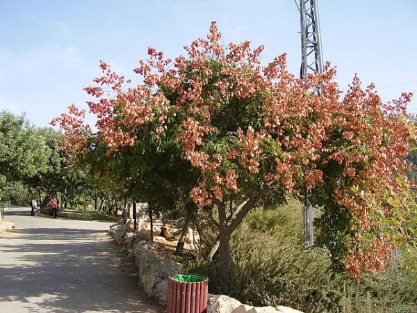 Koelreuteria Bipinnata tree