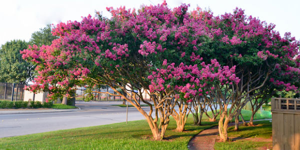 Lagerstroemia Indica tree