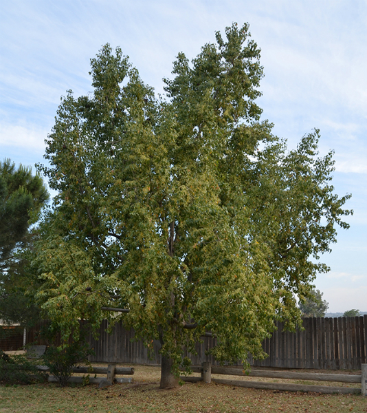 Brachychiton Populneum tree