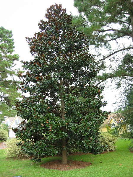 Magnolia Grandiflora tree