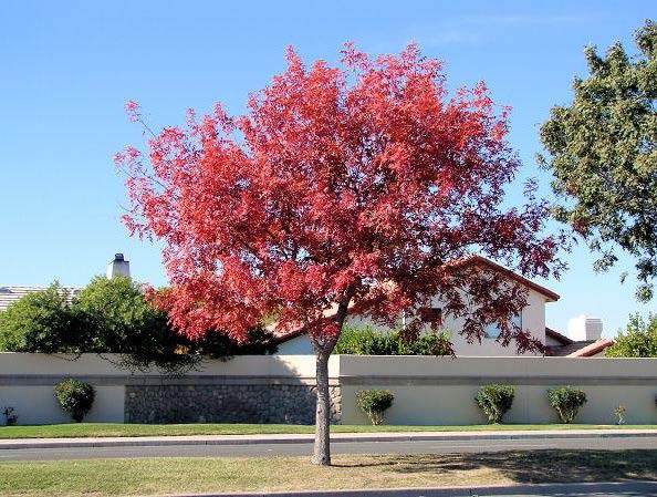 Chinese Pistache Tree